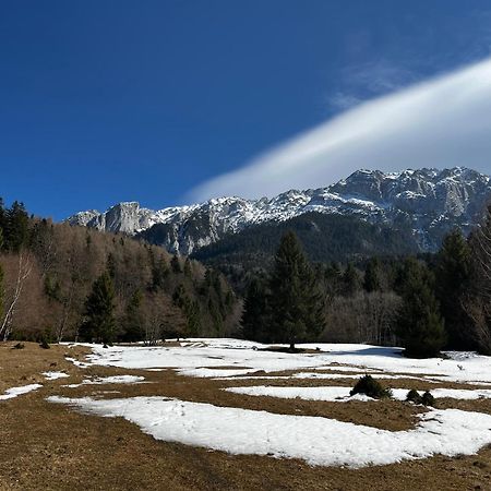 Pensiunea Aliart Zărneşti Exteriér fotografie