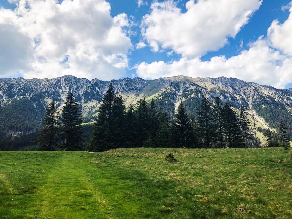 Pensiunea Aliart Zărneşti Exteriér fotografie