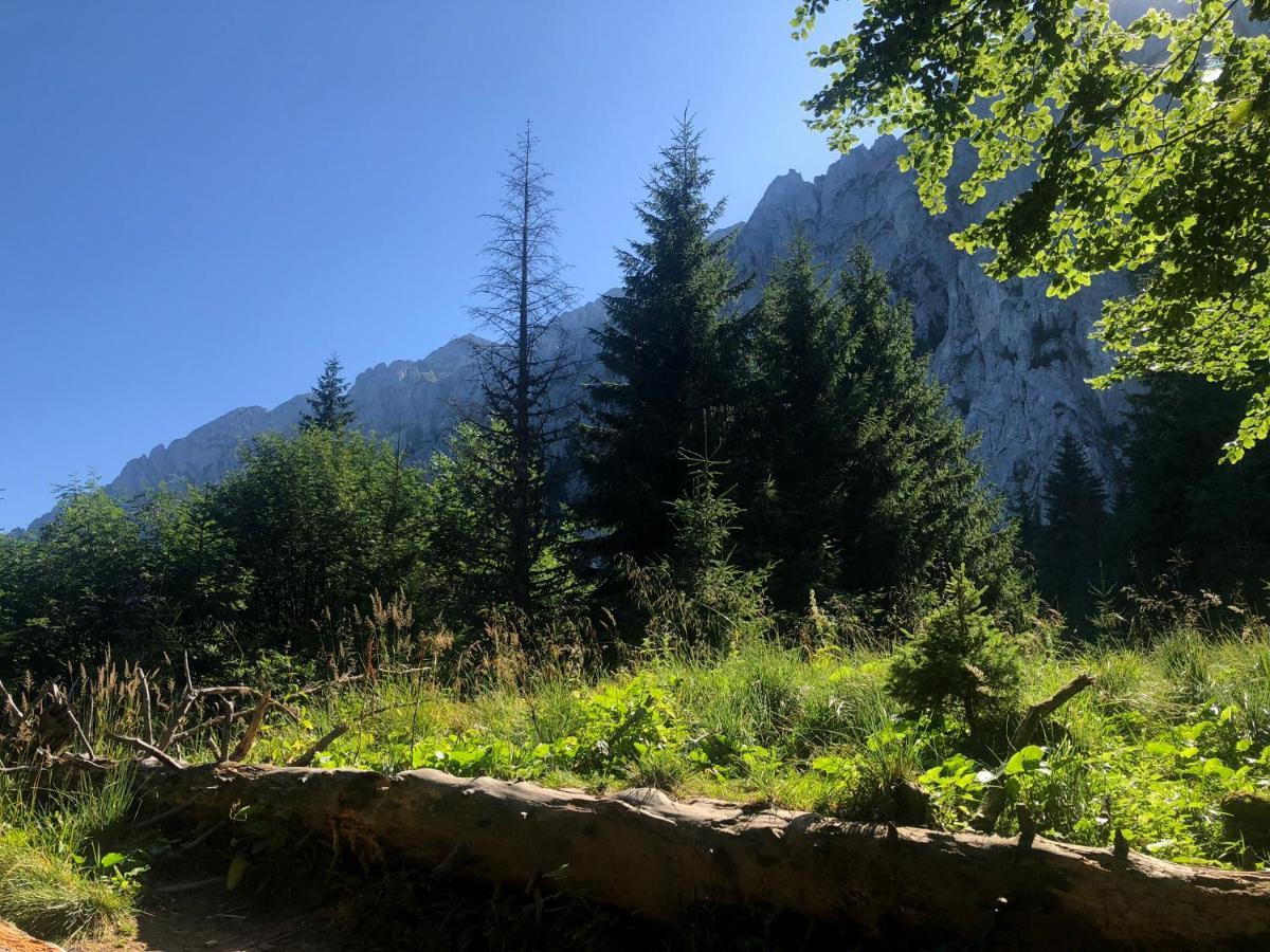 Pensiunea Aliart Zărneşti Exteriér fotografie